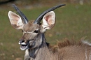 Strammer Bock...