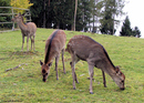Rehe