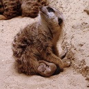 Erdmännchen mit Junges