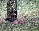 Fotos_Pflanzenfresser & Schweine