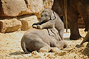 im Zoo in Emmen 1