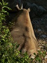 Das Nashorn geniesst... - und schweigt...