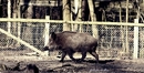 Schweinsgalopp...