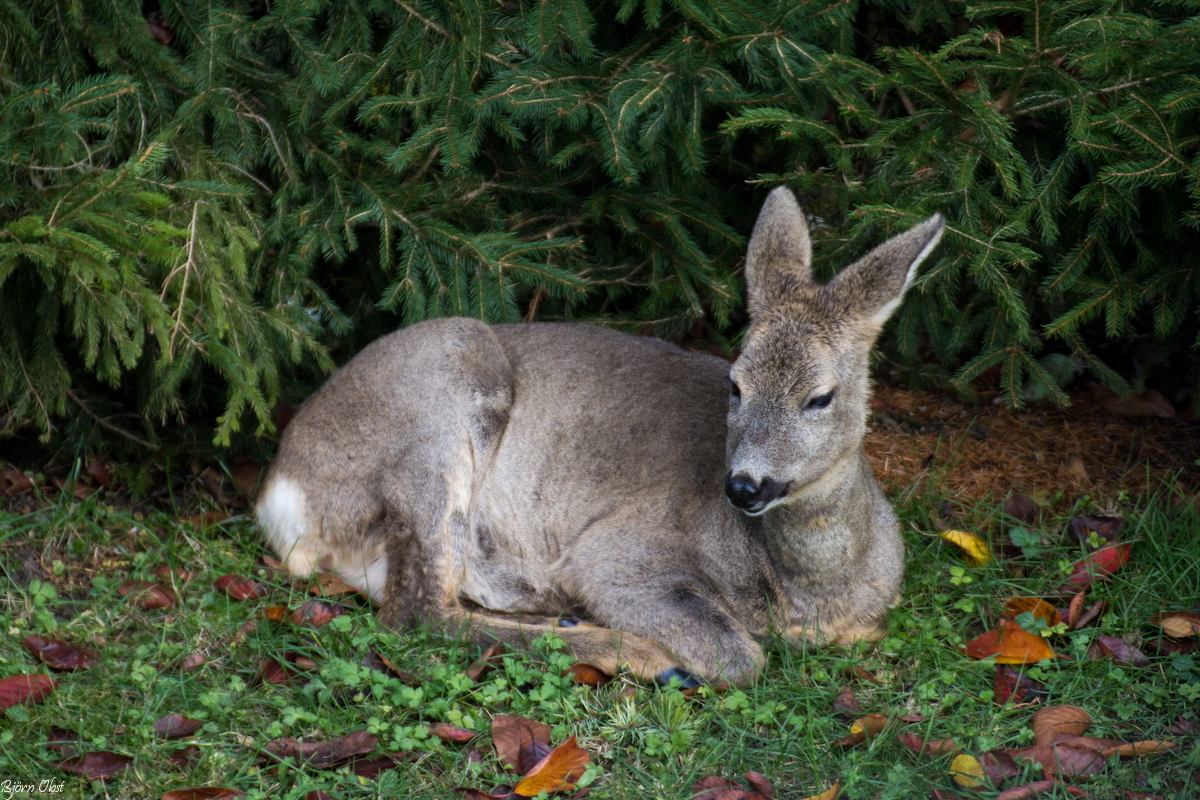 Letztens im Garten...