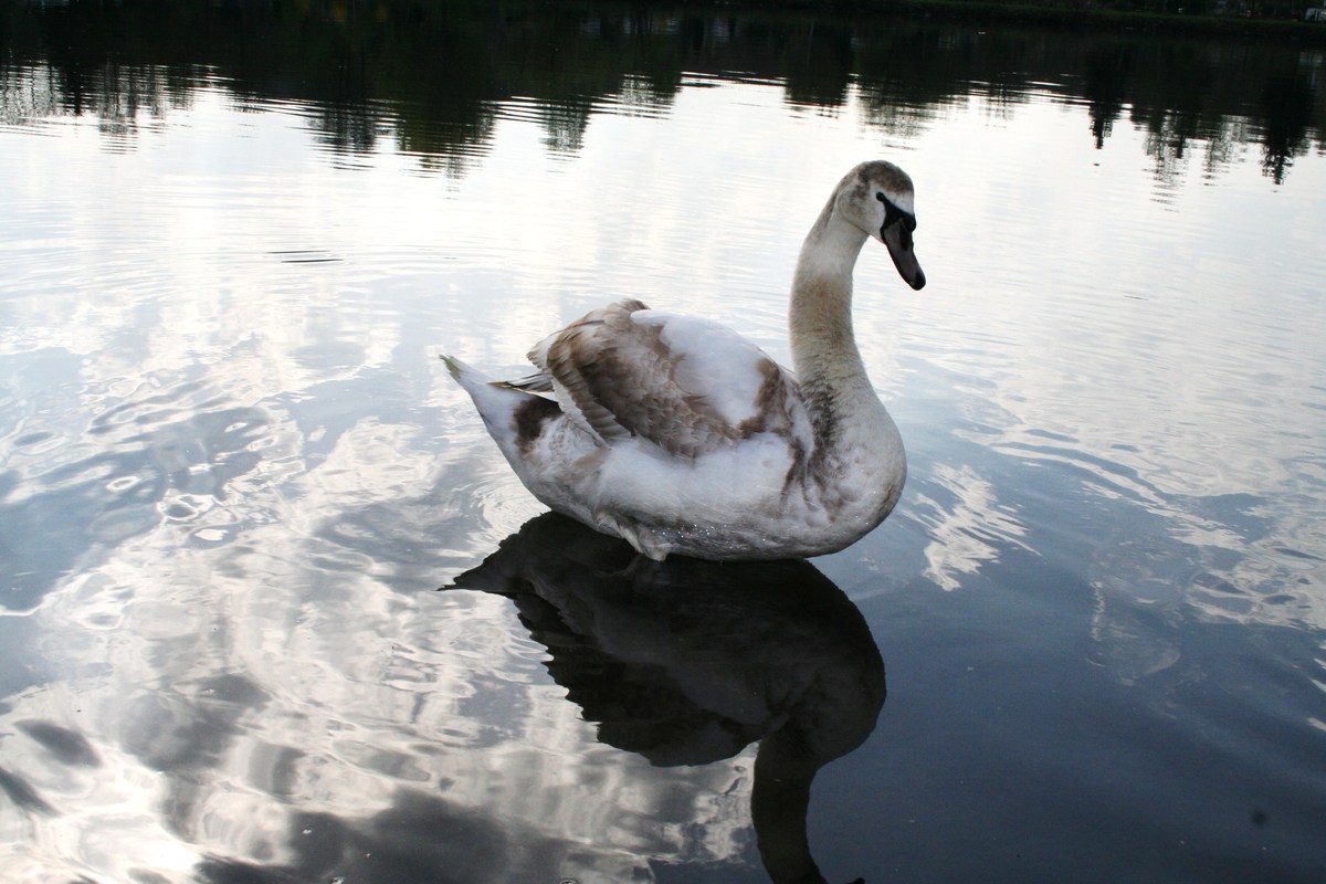 Der Schwan
