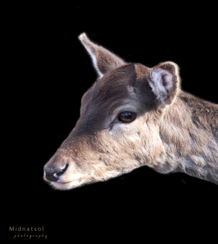 Bambi I
