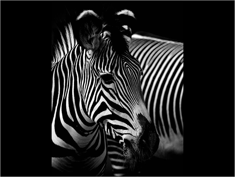 vom zebra...