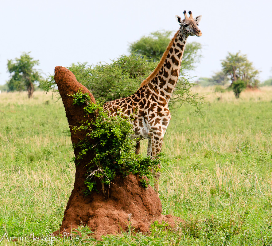 Giraffe