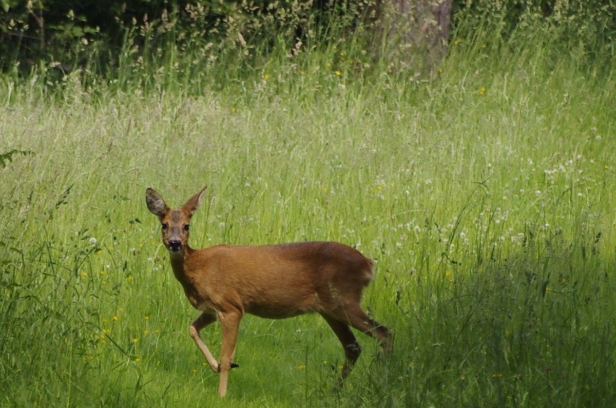 Jagdhund?