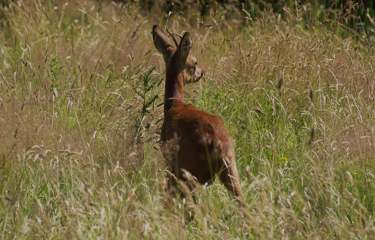 Bock2