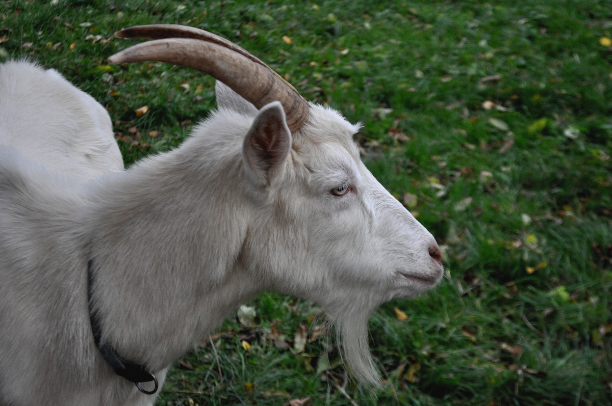 Rüdiger