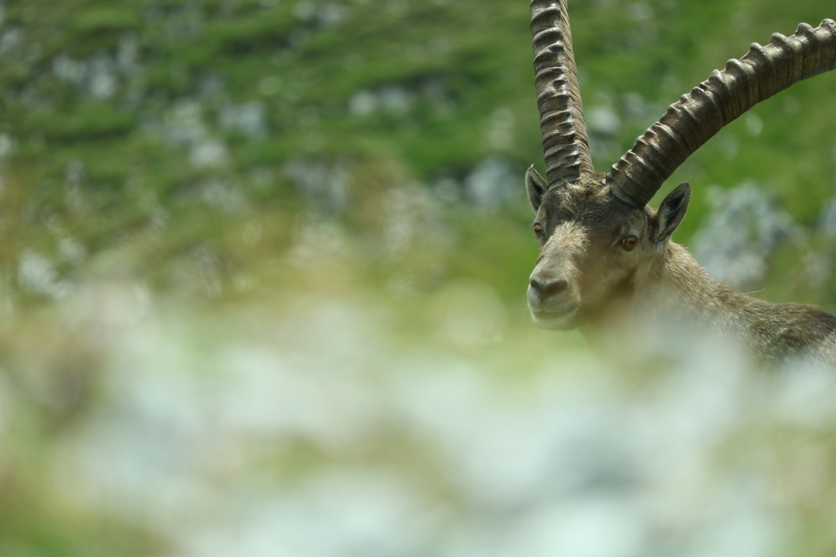 Der wahre Kaiser Österreichs