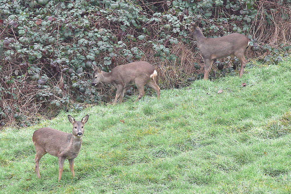 Rehe und Brombeerblätter ...