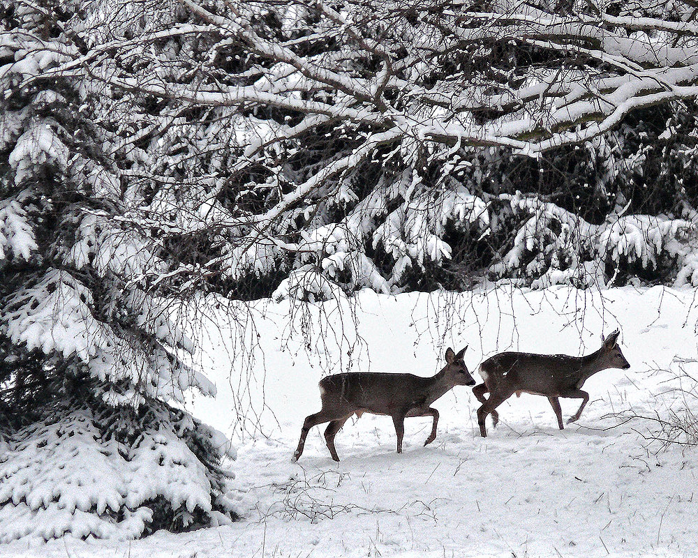 Rehböcke im Schnee