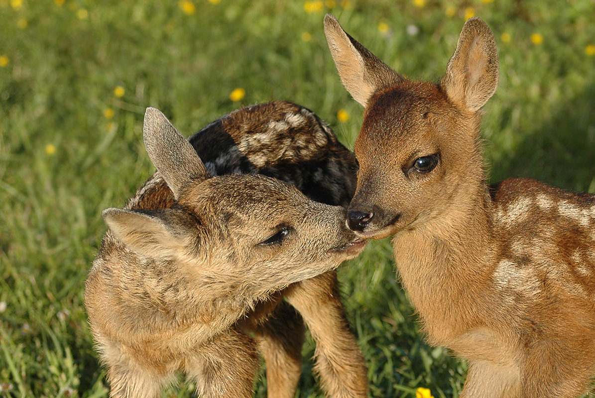 Frieda und Babsi
