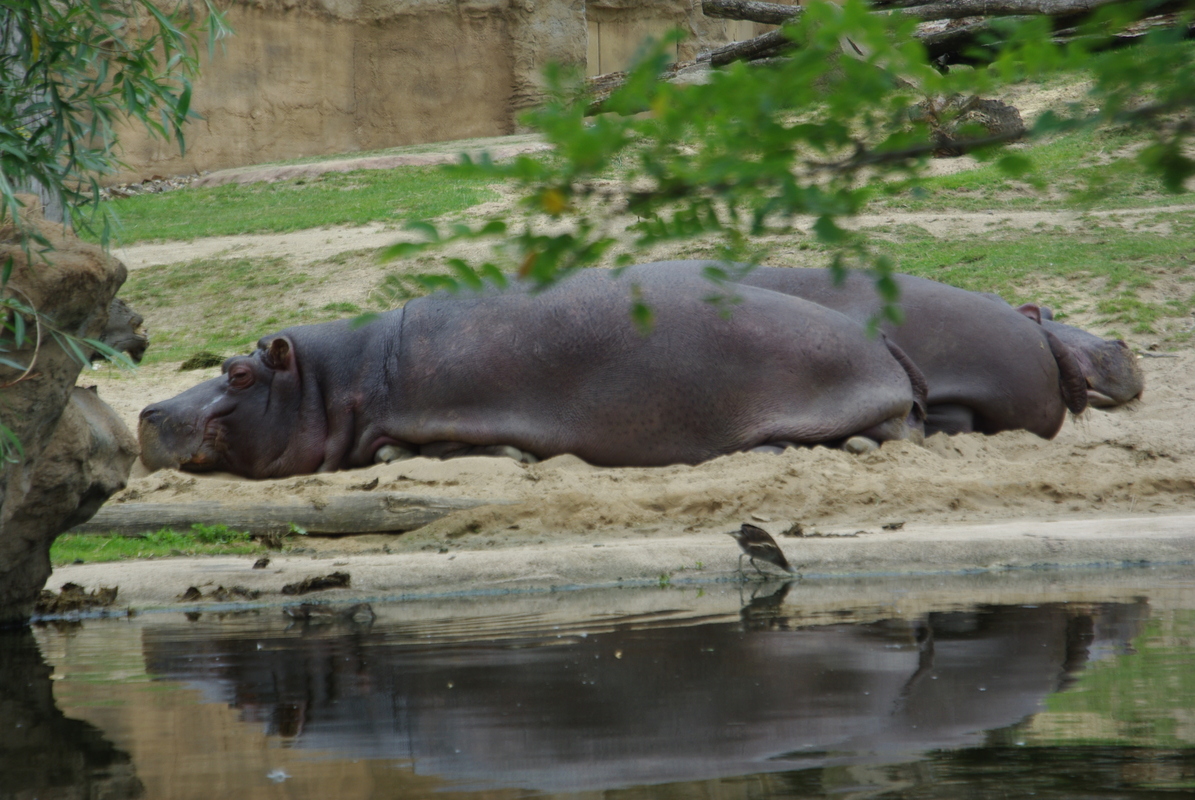 Siesta am Wasser (Zoom Gelsenkirchen)