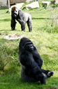 Posing für Fortgeschrittene