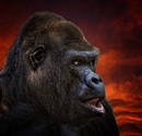 Gorilla vor abendlichen Himmel