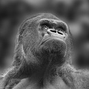 Ausbrechen, aber wie...!