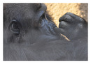 im Rostocker Zoo XI