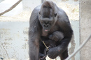 Gorillamama mit Baby