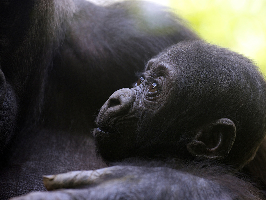 Gorillababy