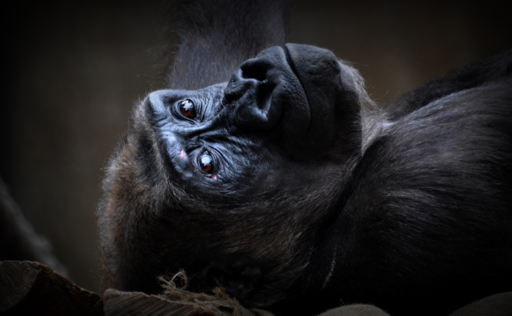 the thoughts are free