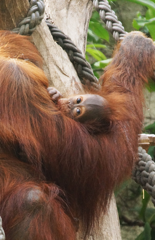 Orang Utang Nachwuchs