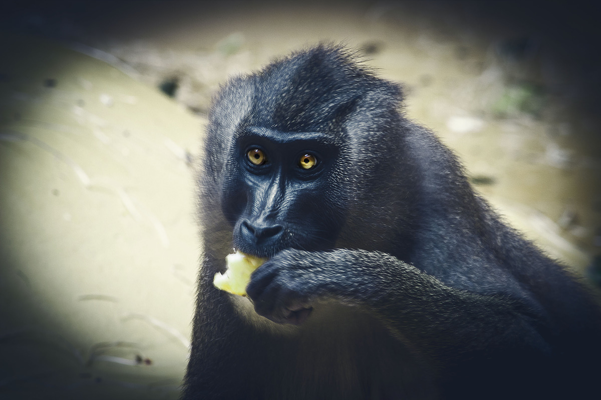 lecker Apfel