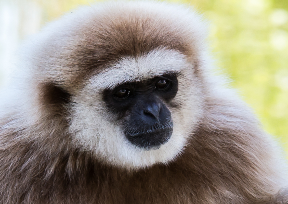 Äffchen beim Nachdenken ;-)
