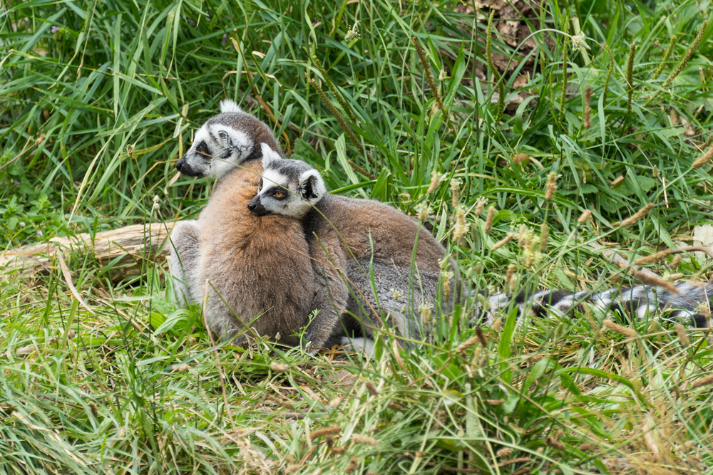 Tiergarten Schönbrunn 