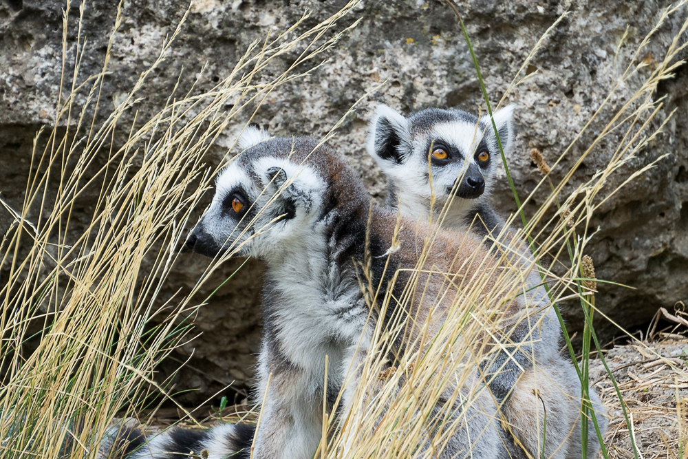 Tiergarten Schönbrunn 