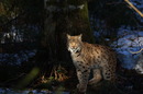 Fotos_Raubtiere (Zoo, Wildpark, Falknerei)