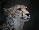 Gepard