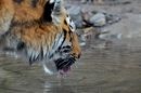 Fotos_Raubtiere (Zoo, Wildpark, Falknerei)