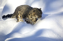 Schneeleopard