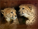 Fotos_Raubtiere (Zoo, Wildpark, Falknerei)