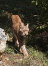 Fotos_Raubtiere (Zoo, Wildpark, Falknerei)