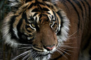 Fotos_Raubtiere (Zoo, Wildpark, Falknerei)
