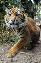 Fotos_Raubtiere (Zoo, Wildpark, Falknerei)