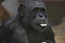 Fotos_Raubtiere (Zoo, Wildpark, Falknerei)