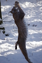 Fotos_Raubtiere (Zoo, Wildpark, Falknerei)