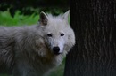 Fotos_Raubtiere (Zoo, Wildpark, Falknerei)
