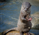 Fotos_Raubtiere (Zoo, Wildpark, Falknerei)