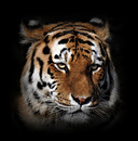 Schlecht gelaunt....