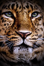 Fotos_Raubtiere (Zoo, Wildpark, Falknerei)