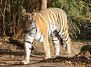 Fotos_Raubtiere (Zoo, Wildpark, Falknerei)