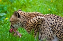 Gepard