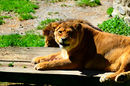 Fotos_Raubtiere (Zoo, Wildpark, Falknerei)