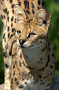 Serval  2